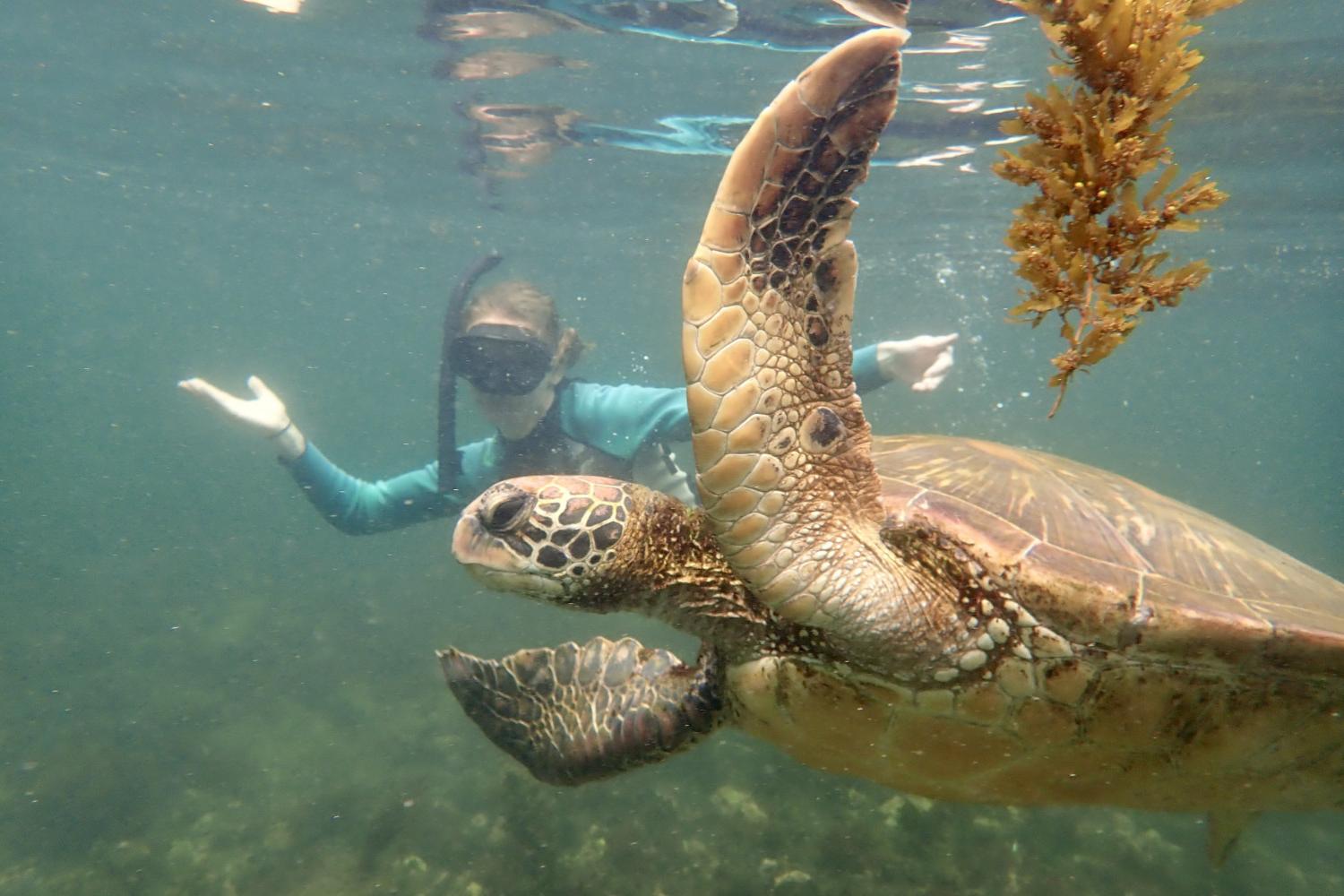 一名<a href='http://ikny.ngskmc-eis.net'>全球十大赌钱排行app</a>学生在Galápagos群岛游学途中与一只巨龟游泳.